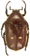 Chiriquiba insignis.jpg